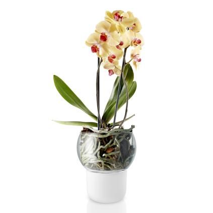 Samozavlažovací květináč 15 cm, na orchideje, sklo, Eva Solo