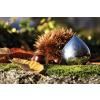 krabicka na leky chestnut stribrna 4